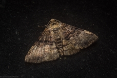 Aporoctena scierodes