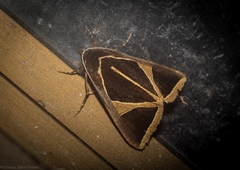 Agamana conjungens
