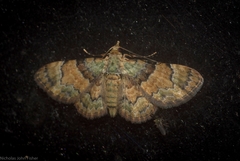 Gymnoscelis derogata