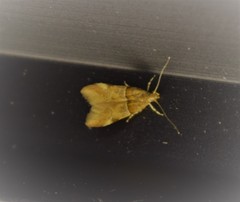 Theisoa constrictella