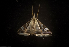 Agrioglypta excelsalis