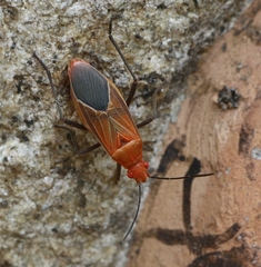 Boisea coimbatorensis