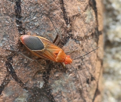 Boisea coimbatorensis