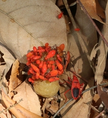Probergrothius sanguinolens