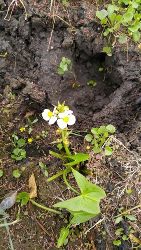 Arumleaf Arrowhead (Sagittaria cuneata)