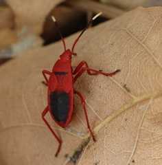 Probergrothius sanguinolens