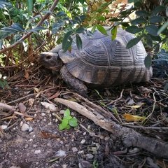 Testudo marginata