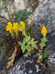 Linaria platycalyx