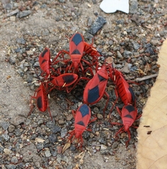 Probergrothius sanguinolens