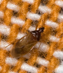 Amphiareus obscuriceps