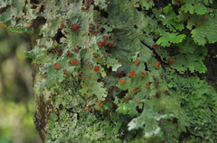Lobaria pulmonaria