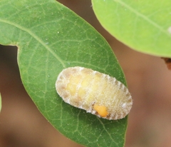 Drosicha mangiferae
