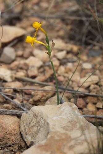 Cádiz Narcissus (Narcissus gaditanus)