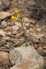 Narcissus gaditanus, photograph (c) Olivier Argagnon, some rights reserved (CC BY)