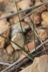 Narcissus gaditanus