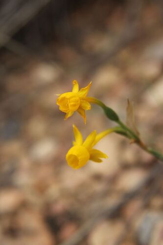 Narcissus gaditanus, photograph 3