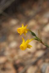 Narcissus gaditanus, photograph (c) Olivier Argagnon, some rights reserved (CC BY)