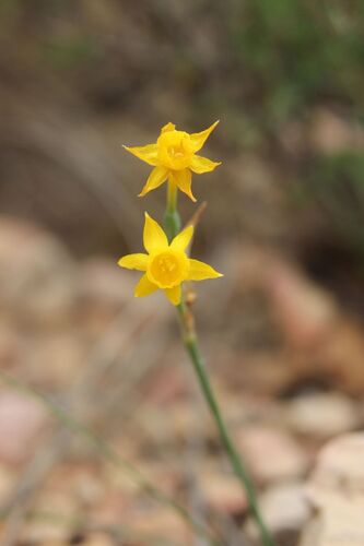 Narcissus gaditanus, photograph 4