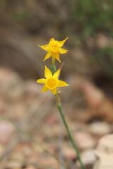 Narcissus gaditanus, photograph (c) Olivier Argagnon, some rights reserved (CC BY)