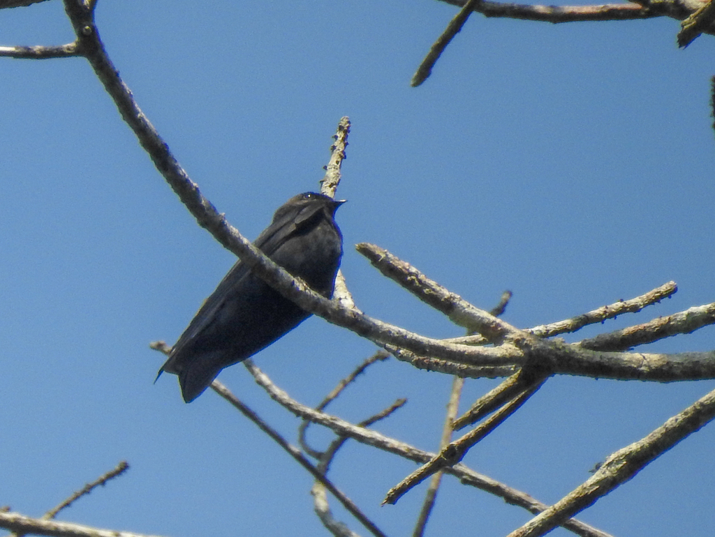 Square-tailed Sawwing (Psalidoprocne nitens) photo