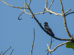 Psalidoprocne nitens