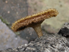 Lentinus stuppeus