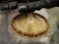 Lentinus stuppeus
