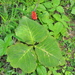 Arisaema elephas - Photo (c) Lukasz Madrzynski 孟巨石, some rights reserved (CC BY-NC), uploaded by Lukasz Madrzynski 孟巨石