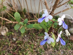 Ajugoideae