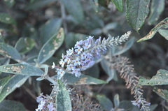 Buddleja fallowiana