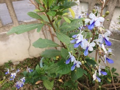 Ajugoideae