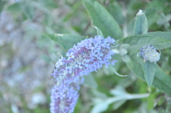 Buddleja fallowiana