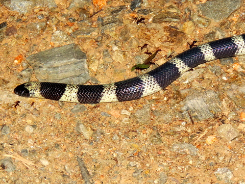 Mexican Short-tail Snake