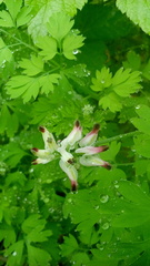 Fumaria capreolata capreolata