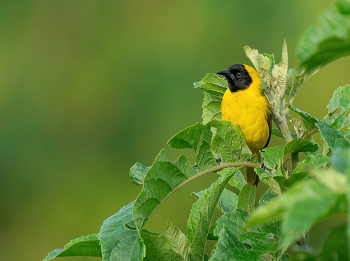 Slender-billed Weaver
