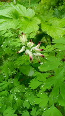 Fumaria capreolata capreolata