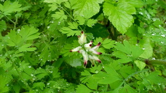 Fumaria capreolata capreolata