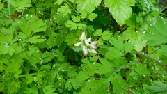 Fumaria capreolata capreolata