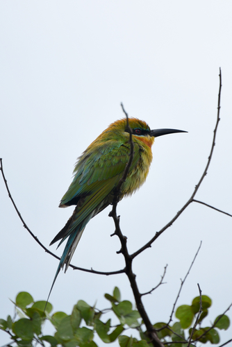 Merops philippinus