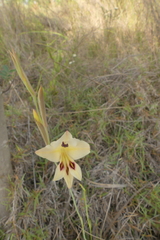 Gladiolus engysiphon