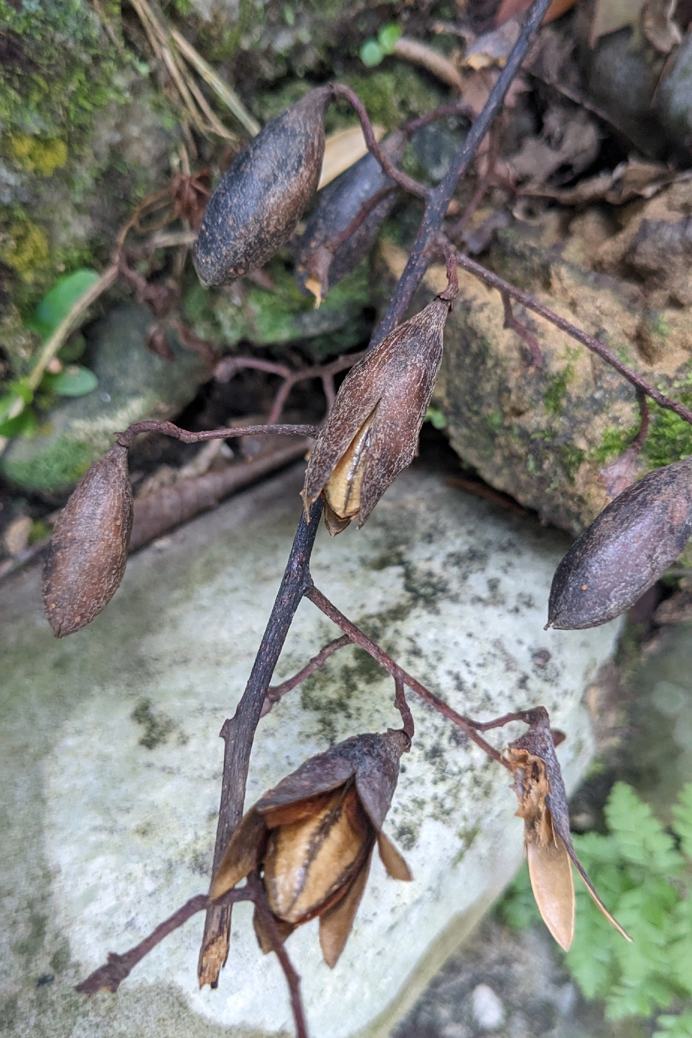 Chinese Toon (Toona sinensis)