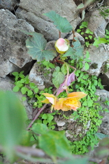 Begonia × tuberhybrida