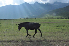 Equus asinus × caballus