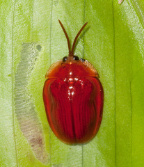 Parimatidium rubrum