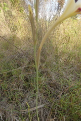 Gladiolus engysiphon