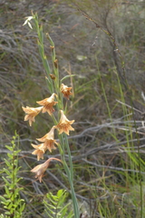 Gladiolus emiliae
