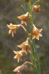Gladiolus emiliae