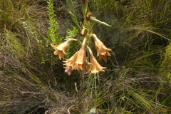 Gladiolus emiliae