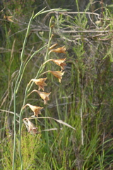 Gladiolus emiliae