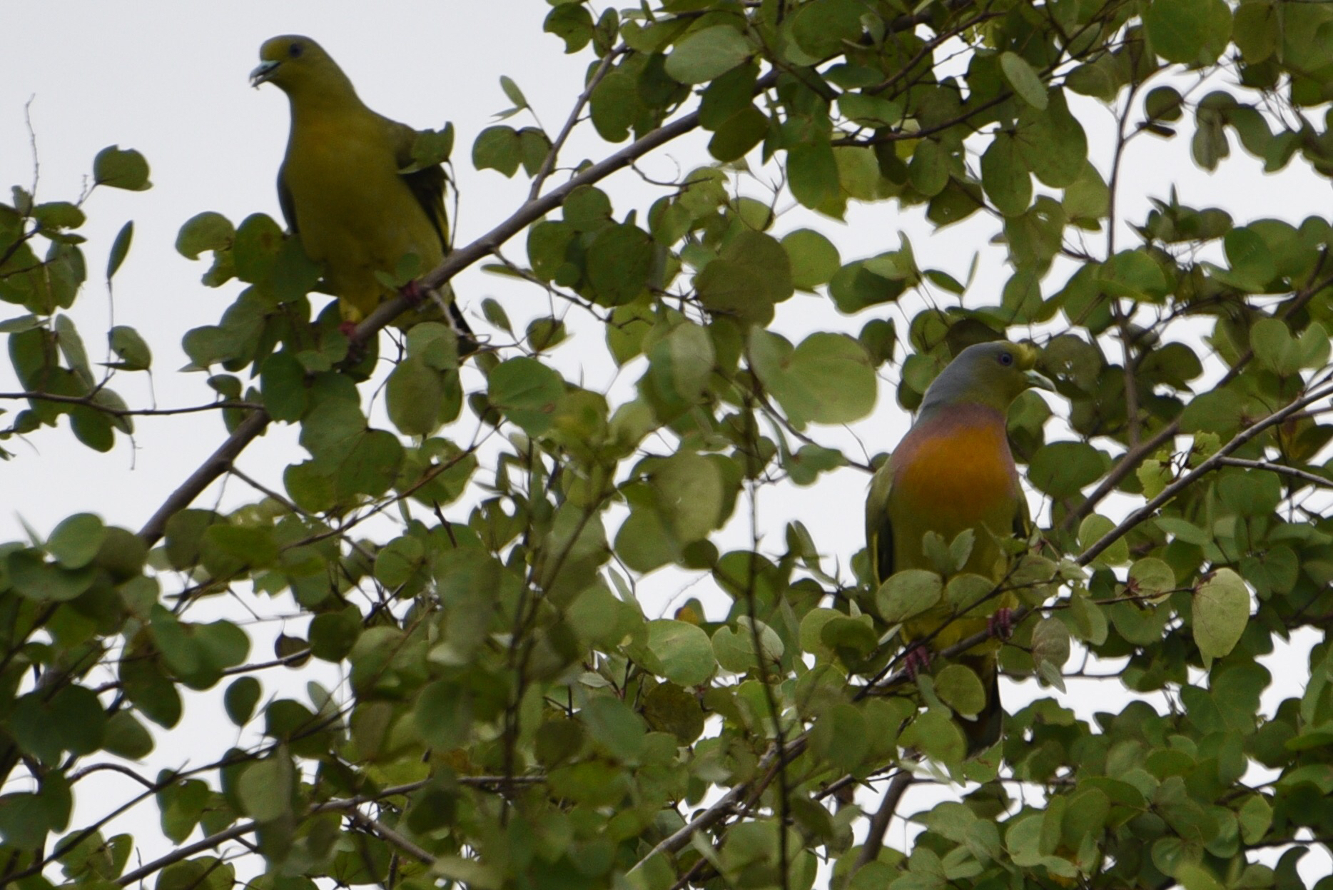 Orange-breasted Green Pigeon
